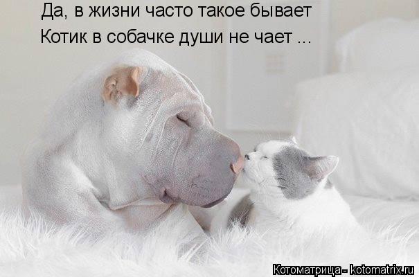 Котоматрица: Да, в жизни часто такое бывает Котик в собачке души не чает ...