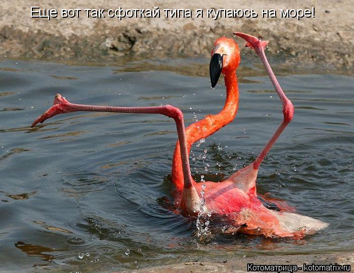 Котоматрица: Еще вот так сфоткай типа я купаюсь на море!