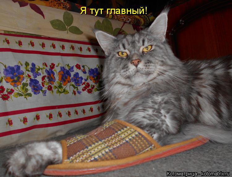 Котоматрица: Я тут главный!