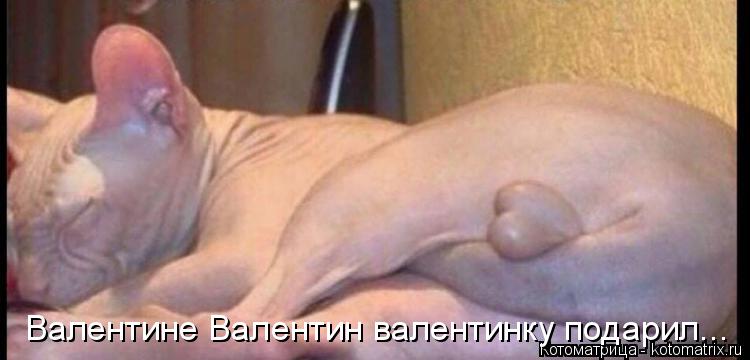 Котоматрица: Валентине Валентин валентинку подарил...