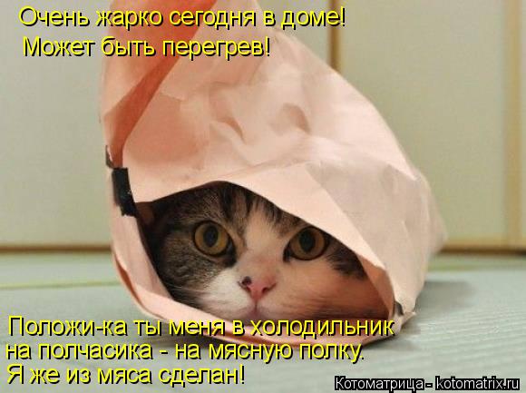 Котоматрица: Очень жарко сегодня в доме! Может быть перегрев! Положи-ка ты меня в холодильник  на полчасика - на мясную полку. Я же из мяса сделан!