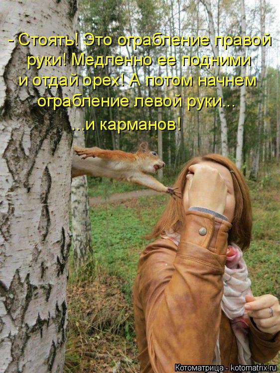 Котоматрица: - Стоять! Это ограбление правой руки! Медленно ее подними и отдай орех! А потом начнем ограбление левой руки... ...и карманов!
