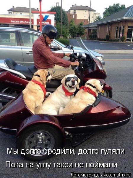 Котоматрица: Мы долго бродили, долго гуляли Пока на углу такси не поймали ...