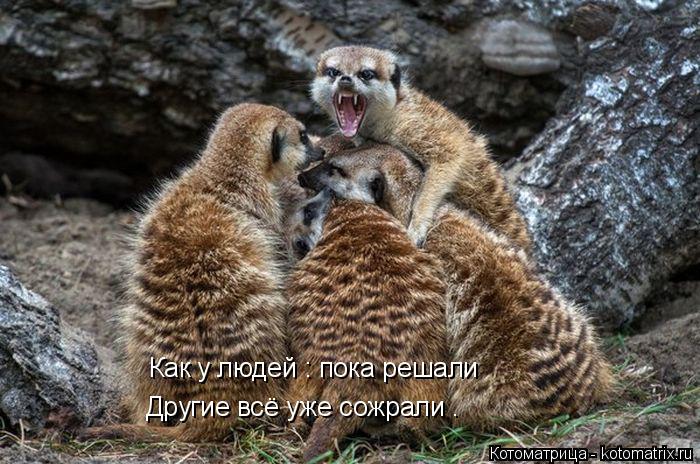 Котоматрица: Как у людей : пока решали Другие всё уже сожрали .