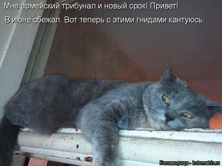 Котоматрица: Мне армейский трибунал и новый срок! Привет!  В июне сбежал. Вот теперь с этими гнидами кантуюсь.