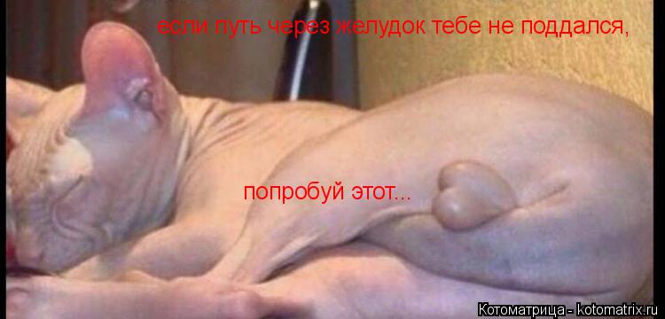Котоматрица: если путь через желудок тебе не поддался, попробуй этот...