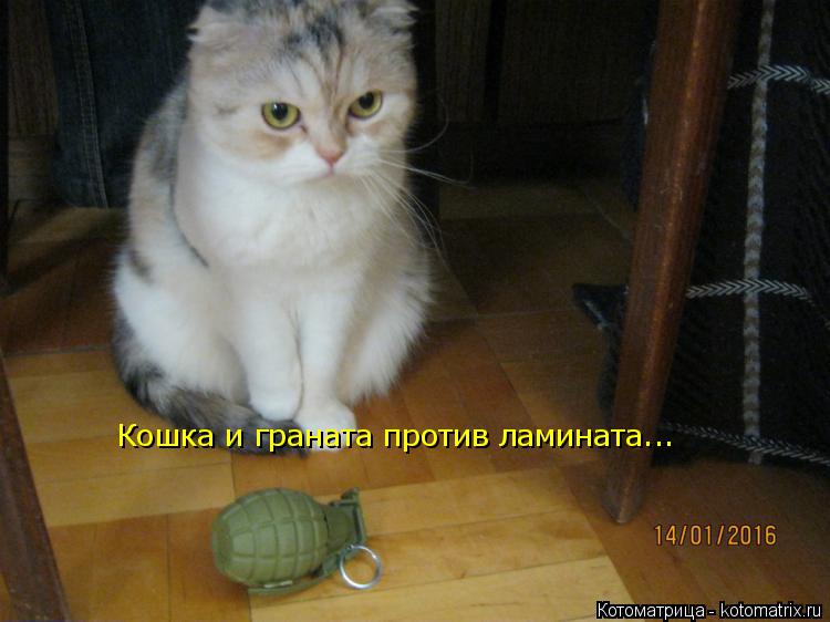 Кошка и граната против ламината...... Котоматрица: Кошка и граната против ламината...