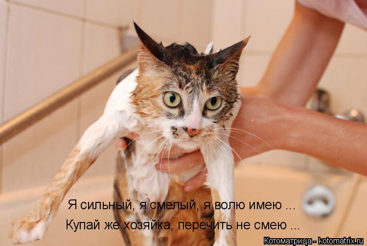 Я сильный, я смелый, я волю имею ... Купай же хозяйка, перечить не смею ...... Котоматрица: Я сильный, я смелый, я волю имею ... Купай же хозяйка, перечить не смею ...