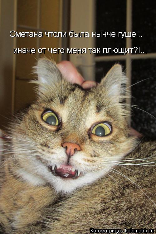 Сметана чтоли была нынче гуще... иначе от чего меня так плющит?!...... Котоматрица: Сметана чтоли была нынче гуще... иначе от чего меня так плющит?!...