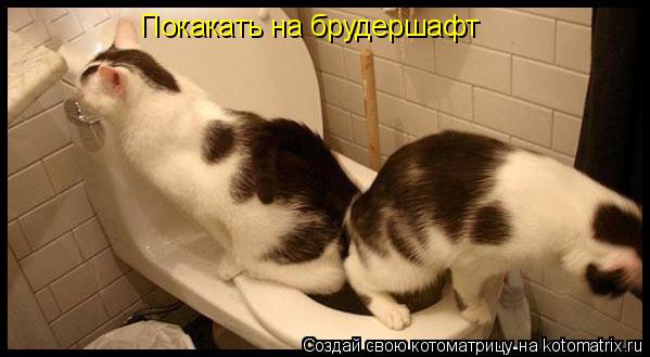Покакать на брудершафт... Котоматрица: Покакать на брудершафт