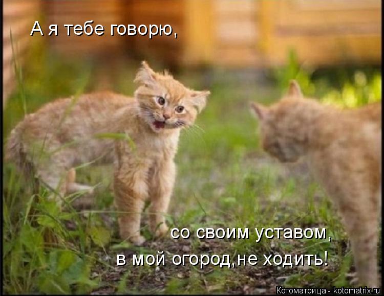 Котоматрица: А я тебе говорю, со своим уставом, в мой огород,не ходить!