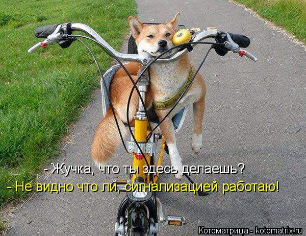 - Жучка, что ты здесь делаешь? - Не видно что ли, сигнализацией работаю!... Котоматрица: - Жучка, что ты здесь делаешь? - Не видно что ли, сигнализацией работаю!