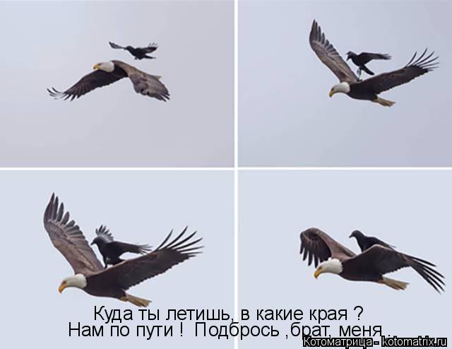 Куда ты летишь, в какие края ? Нам по пути ! Подбрось ,брат, меня .... Котоматрица: Куда ты летишь, в какие края ? Нам по пути ! Подбрось ,брат, меня .