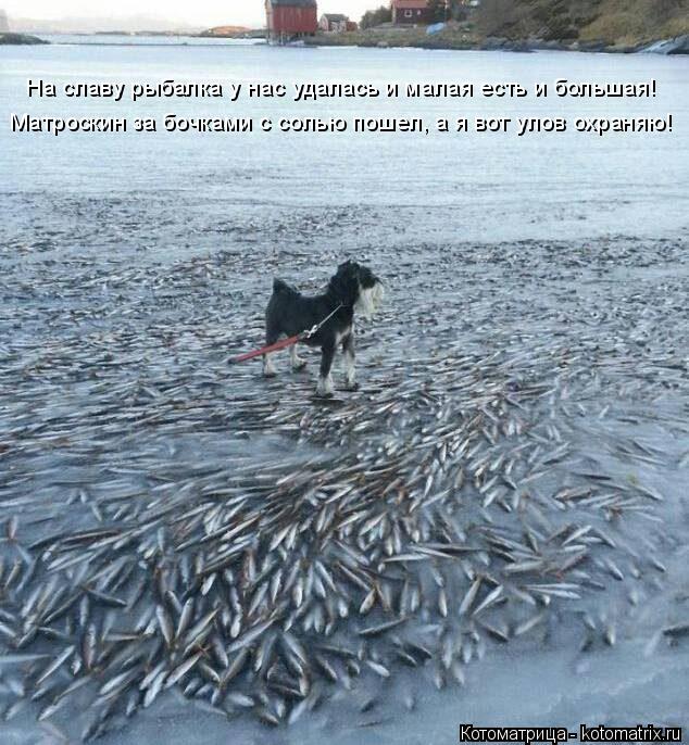 Матроскин за бочками с солью пошел, а я вот улов охраняю! На славу рыбалка у нас удалась и малая есть... Котоматрица: Матроскин за бочками с солью пошел, а я вот улов охраняю! На славу рыбалка у нас удалась и малая есть и большая!