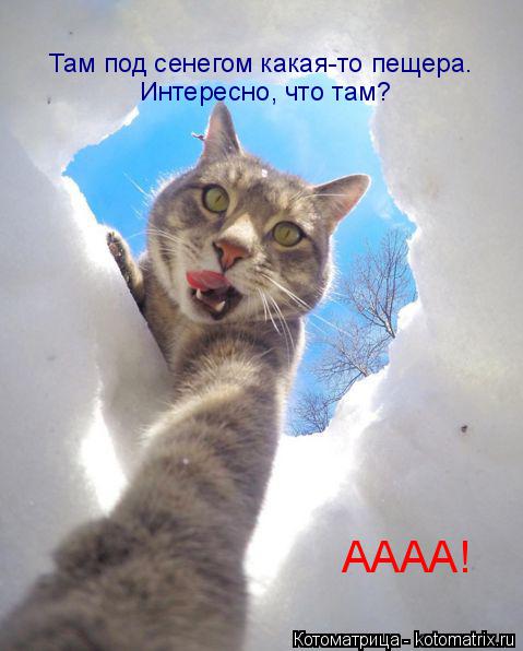 Там под сенегом какая-то пещера. Интересно, что там? АААА!... Котоматрица: Там под сенегом какая-то пещера. Интересно, что там? АААА!