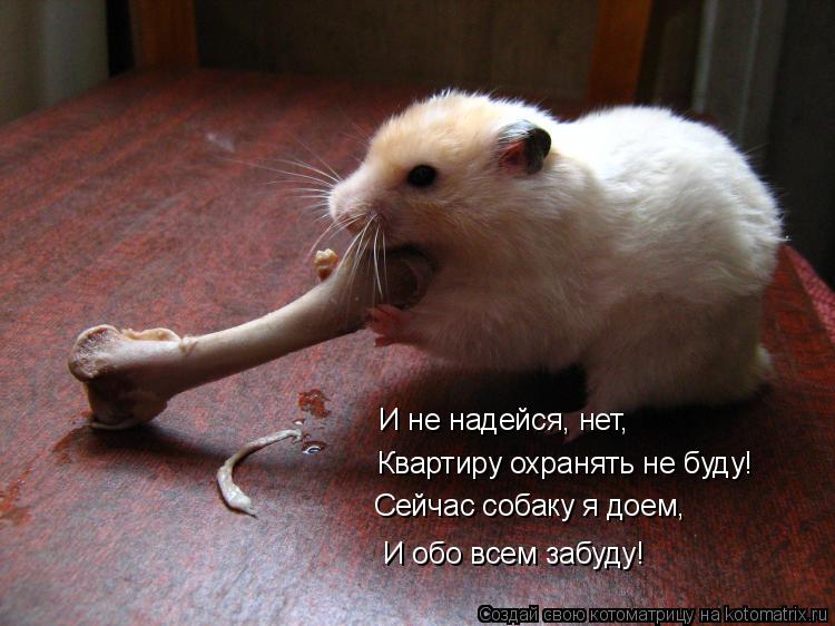 Квартиру охранять не буду! Сейчас собаку я доем, И обо всем забуду! И не надейся, нет,... Котоматрица: Квартиру охранять не буду! Сейчас собаку я доем, И обо всем забуду! И не надейся, нет,