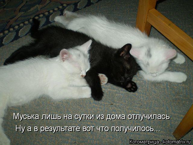Муська лишь на сутки из дома отлучилась Ну а в результате вот что получилось...... Котоматрица: Муська лишь на сутки из дома отлучилась Ну а в результате вот что получилось...