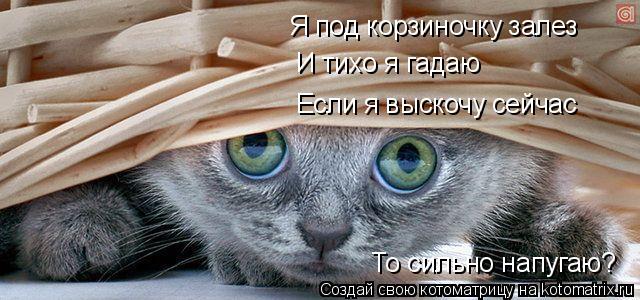 Я под корзиночку залез И тихо я гадаю Если я выскочу сейчас То сильно напугаю?... Котоматрица: Я под корзиночку залез И тихо я гадаю Если я выскочу сейчас То сильно напугаю?