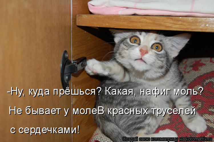 -Ну, куда прёшься? Какая, нафиг моль? Не бывает у молеВ красных труселей с сердечками!... Котоматрица: -Ну, куда прёшься? Какая, нафиг моль? Не бывает у молеВ красных труселей с сердечками!