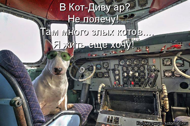 В Кот-Диву ар? Не полечу! Там много злых котов.... Я жить еще хочу!... Котоматрица: В Кот-Диву ар? Не полечу! Там много злых котов.... Я жить еще хочу!