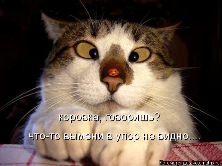 Котоматрица: коровка, говоришь?  что-то вымени в упор не видно....
