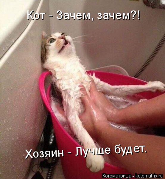 Кот - Зачем, зачем?! Хозяин - Лучше будет.... Котоматрица: Кот - Зачем, зачем?! Хозяин - Лучше будет.