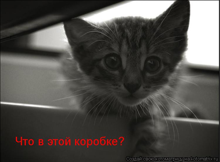 Что в этой коробке?... Котоматрица: Что в этой коробке?