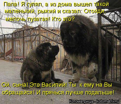 Папа! Я гулял, а из дома вышел такой маленький, рыжий и сказал: Отойди, мелочь пузатая! Кто это? Ой... Котоматрица: Папа! Я гулял, а из дома вышел такой маленький, рыжий и сказал: Отойди, мелочь пузатая! Кто это? Ой, сына! Это Василий! Ты к ему на Вы обращайся