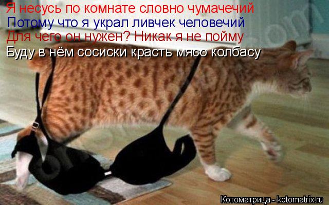 Я несусь по комнате словно чумачечий Потому что я украл ливчек человечий Для чего он нужен? Никак я н... Котоматрица: Я несусь по комнате словно чумачечий Потому что я украл ливчек человечий Для чего он нужен? Никак я не пойму Буду в нём сосиски красть мясо к