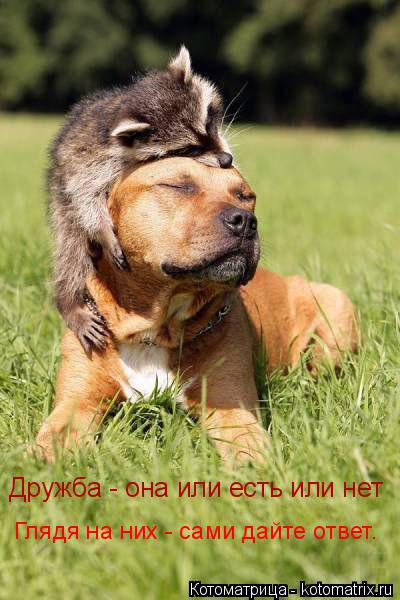 Дружба - она или есть или нет Глядя на них - сами дайте ответ.... Котоматрица: Дружба - она или есть или нет Глядя на них - сами дайте ответ.