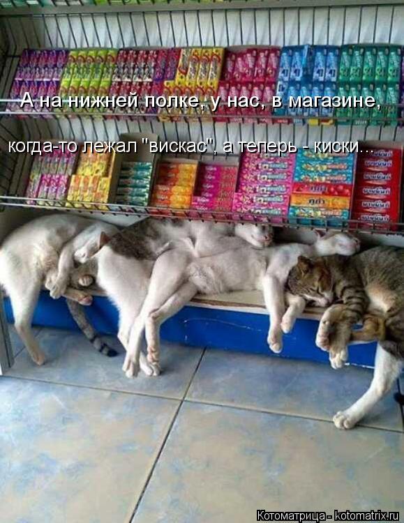 Котоматрица: А на нижней полке, у нас, в магазине, когда-то лежал "вискас", а теперь - киски...