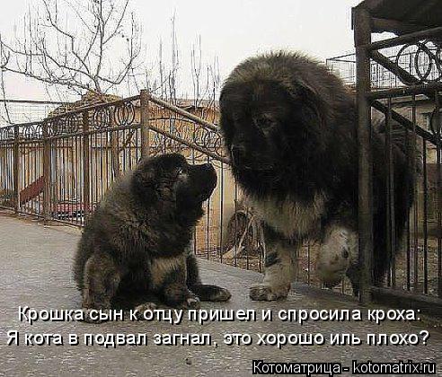 Котоматрица: Крошка сын к отцу пришел и спросила кроха: Я кота в подвал загнал, это хорошо иль плохо?