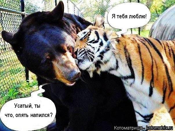 Я тебя люблю! Усатый, ты что, опять напился?... Котоматрица: Я тебя люблю! Усатый, ты что, опять напился?