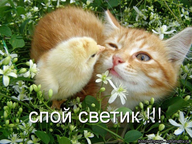 Котоматрица: спой светик !!!