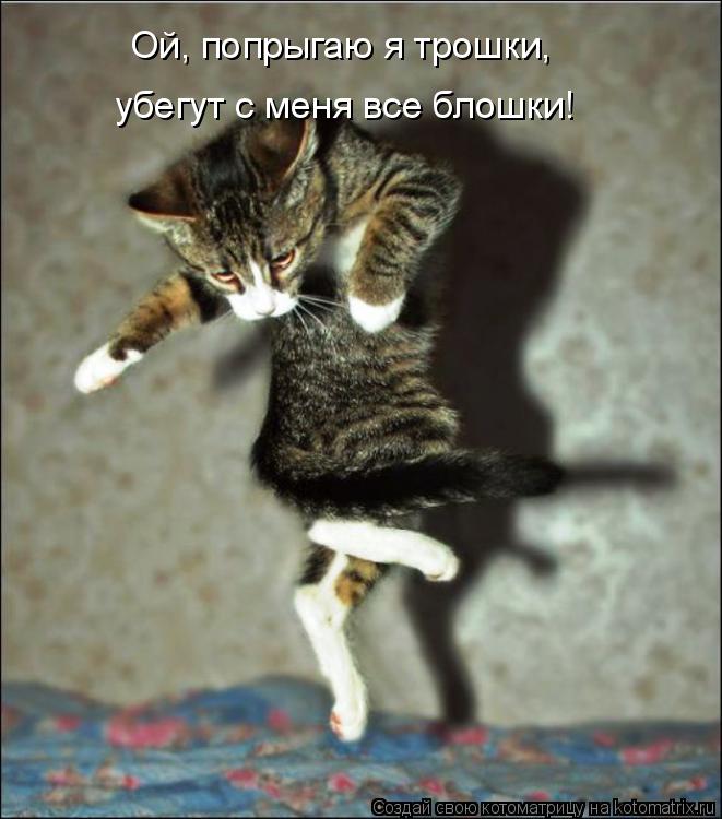 Котоматрица: Ой, попрыгаю я трошки, убегут с меня все блошки!
