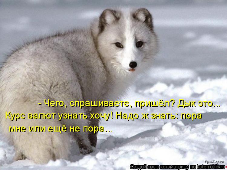 - Чего, спрашиваете, пришёл? Дык это... Курс валют узнать хочу! Надо ж знать: пора мне или ещё не по... Котоматрица: - Чего, спрашиваете, пришёл? Дык это... Курс валют узнать хочу! Надо ж знать: пора мне или ещё не пора...