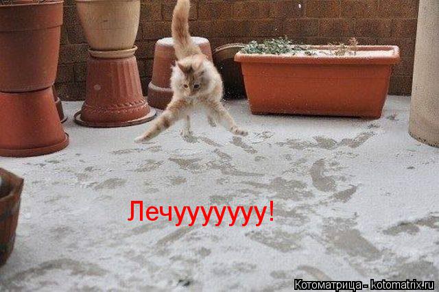 Лечууууууу!... Котоматрица: Лечууууууу!