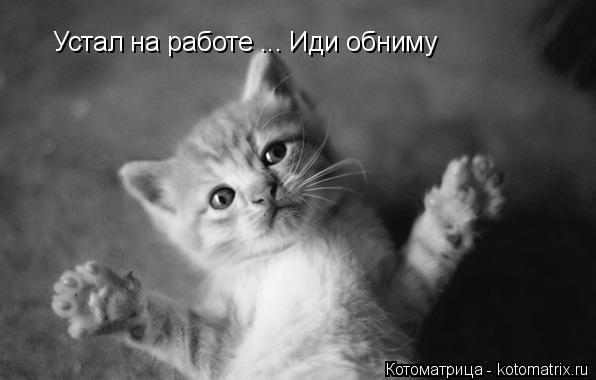 Котоматрица: Устал на работе ... Иди обниму Устал на работе ... Иди обниму
