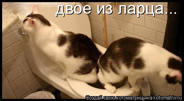 Котоматрица: двое из ларца...