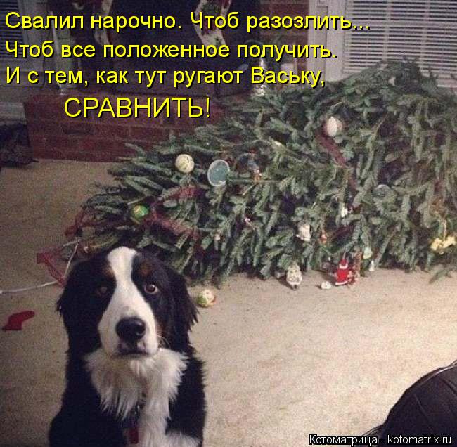 Котоматрица: Свалил нарочно. Чтоб разозлить... Чтоб все положенное получить. И с тем, как тут ругают Ваську, СРАВНИТЬ!