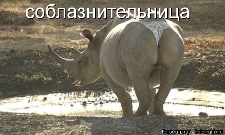 Котоматрица: соблазнительница