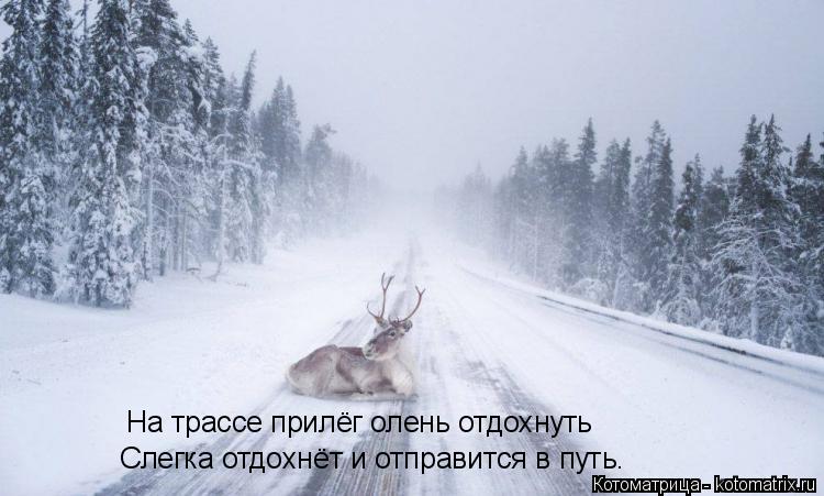 Котоматрица: На трассе прилёг олень отдохнуть Слегка отдохнёт и отправится в путь.