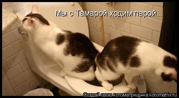 Мы с Тамарой ходим парой...... Котоматрица: Мы с Тамарой ходим парой...