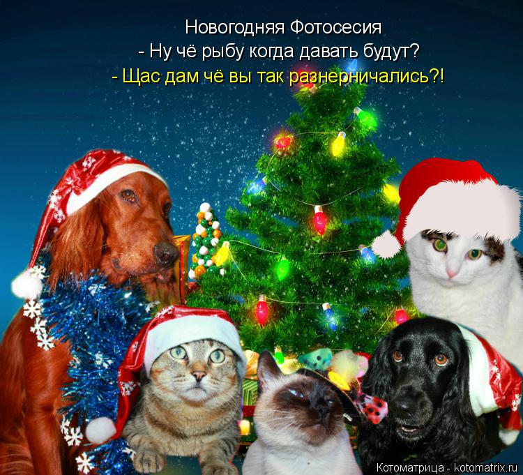 Котоматрица: Новогодняя Фотосесия - Ну чё рыбу когда давать будут? - Щас дам чё вы так разнерничались?!