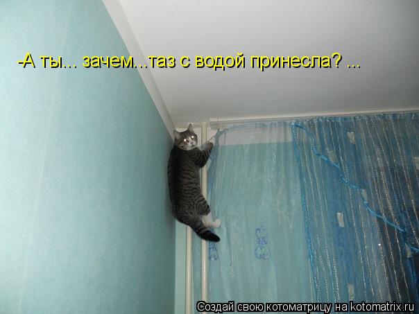 Котоматрица: -А ты... зачем...таз с водой принесла? ...
