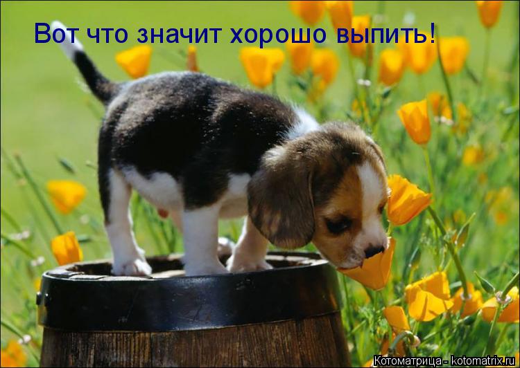 Котоматрица: Вот что значит хорошо выпить!