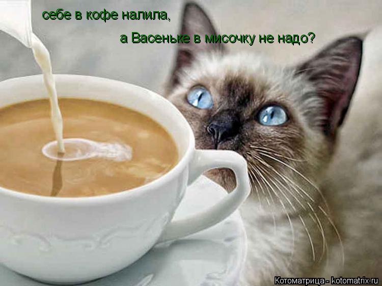 себе в кофе налила, а Васеньке в мисочку не надо?... Котоматрица: себе в кофе налила, а Васеньке в мисочку не надо?