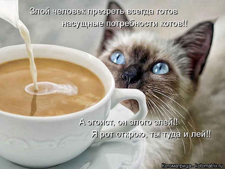 Котоматрица: Злой человек презреть всегда готов насущные потребности котов!! А эгоист, он злого злей!! Я рот открою, ты туда и лей!!