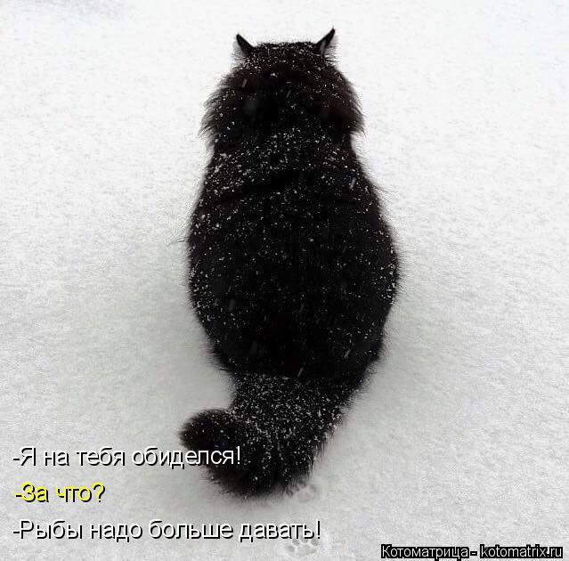 Котоматрица: -Я на тебя обиделся! -Я на тебя обиделся! -За что? -Рыбы надо больше давать! -Рыбы надо больше давать!