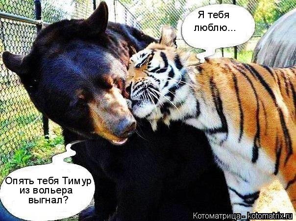 Котоматрица: Я тебя люблю... Опять тебя Тимур из вольера  выгнал?